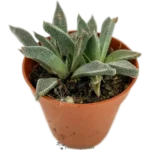 Aloinopsis rubrolineata