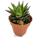 Mini Aloe - (Gasteraloe Flow Mini)
