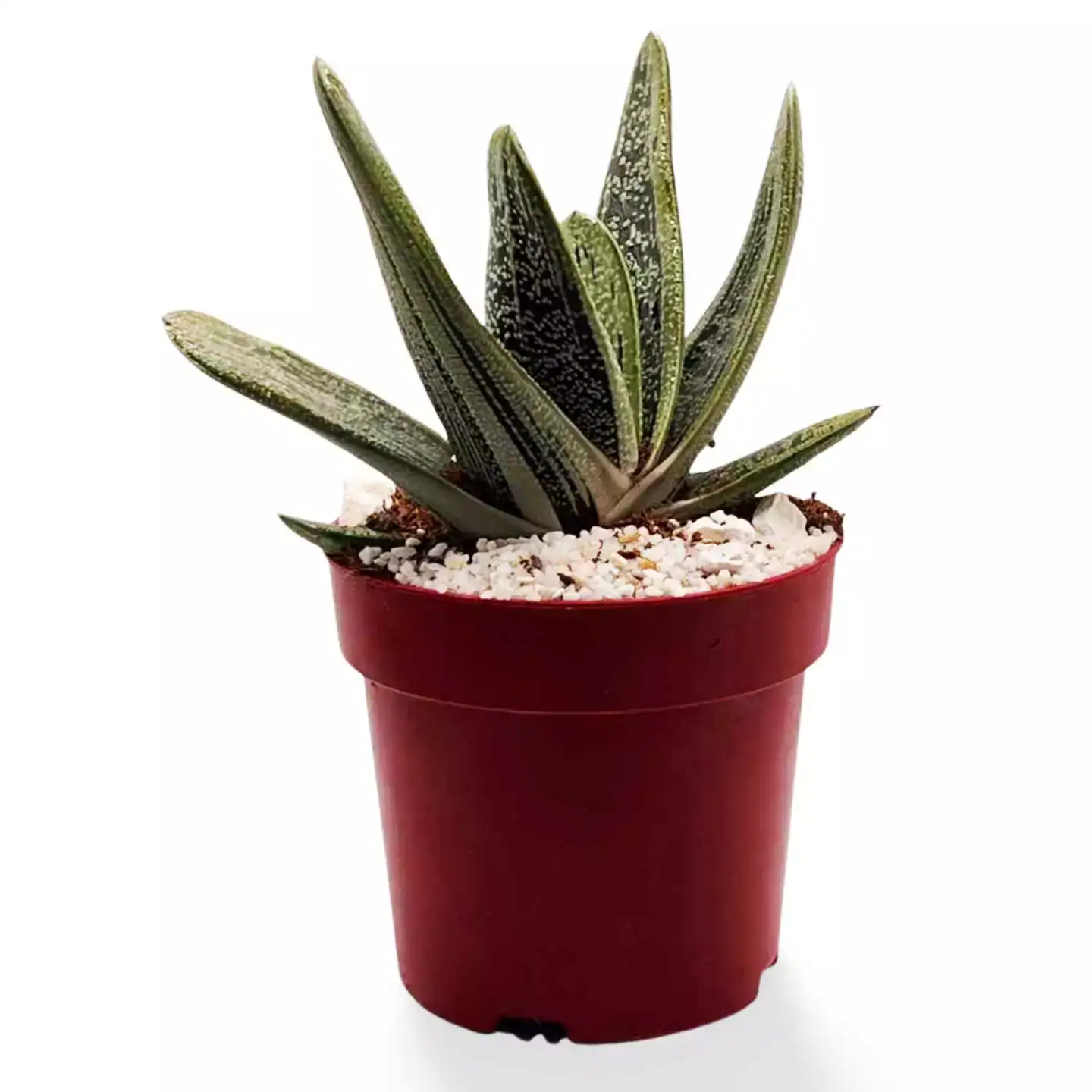 Gasteria-Little-Warty_4.webp Gasteria 'Little Warty' Grande - Imagen 1
