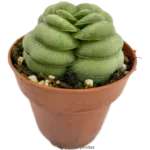 Gasteria Armstrongii