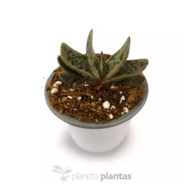 Gasteria Baylissiana