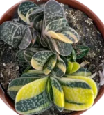 Gasteria Minima - Imagen 2