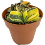 Gasteria Minima