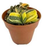 Gasteria Minima