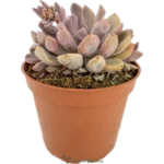 Graptoveria Debbie