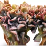 Graptoveria Fred Ives Grande - Imagen 3