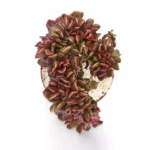 Graptoveria Fred Ives Grande - Imagen 4