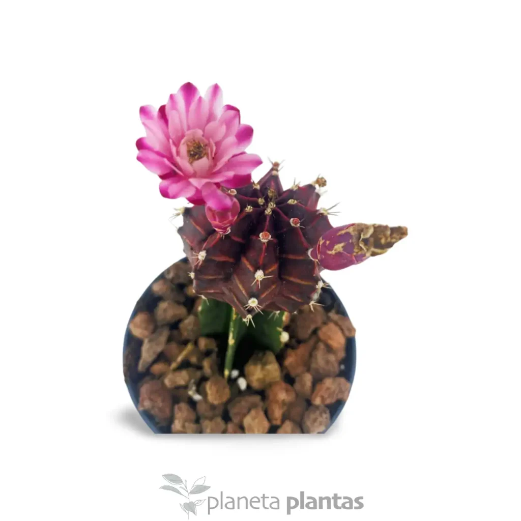 Gymnocalycium mihanovichii var 3 - Suculentas y Cactus directos del Productor