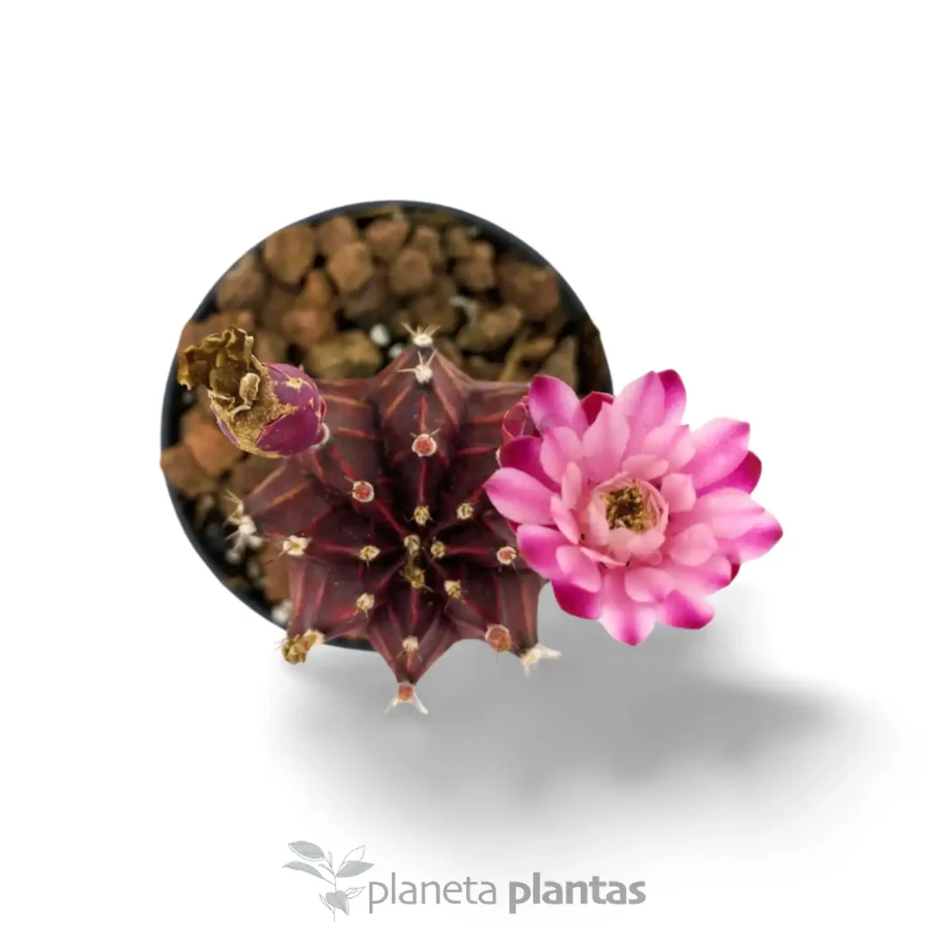 Gymnocalycium mihanovichii var 4 - Suculentas y Cactus directos del Productor