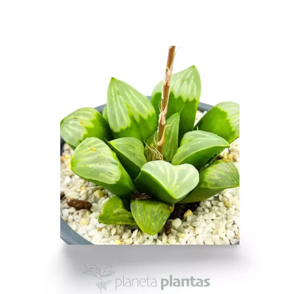Haworthia byakuya