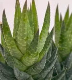 Haworthia Coarctata - Imagen 2