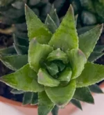Haworthia Coarctata - Imagen 3