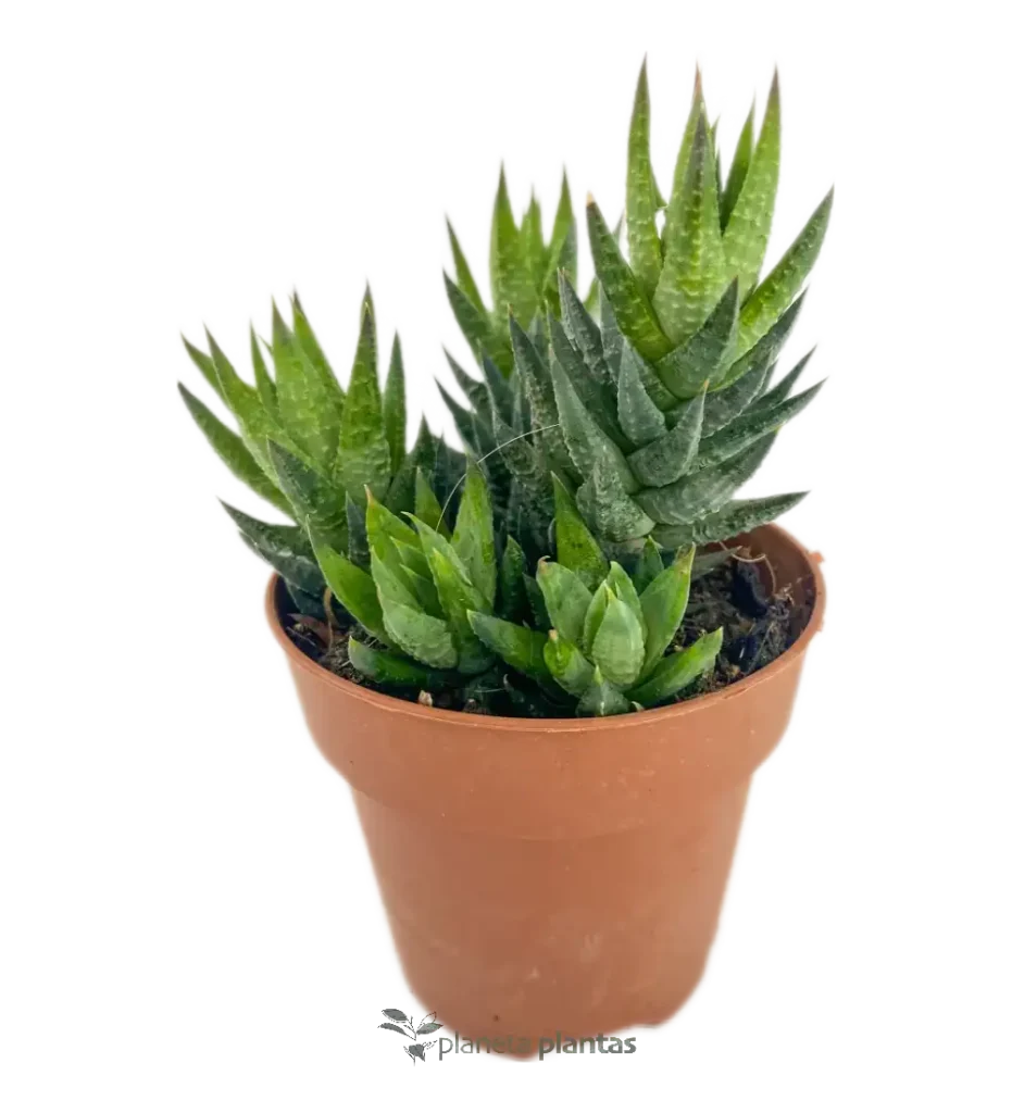 Haworthia coarctata - Suculentas y Cactus directos del Productor