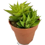 Piel De Cocodrilo - (Haworthia Limifolia)