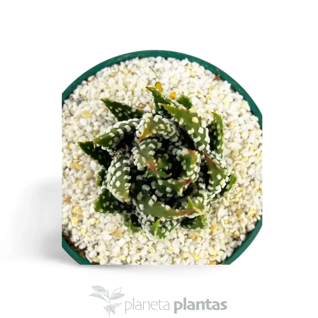 Haworthia margaritifera 01 - Suculentas y Cactus directos del Productor
