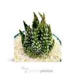 Haworthia margaritifera