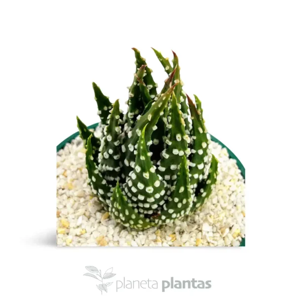 Haworthia margaritifera