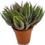Haworthia Reinwardtii