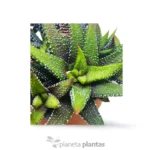 Haworthia CV Pearl Drops - Imagen 2