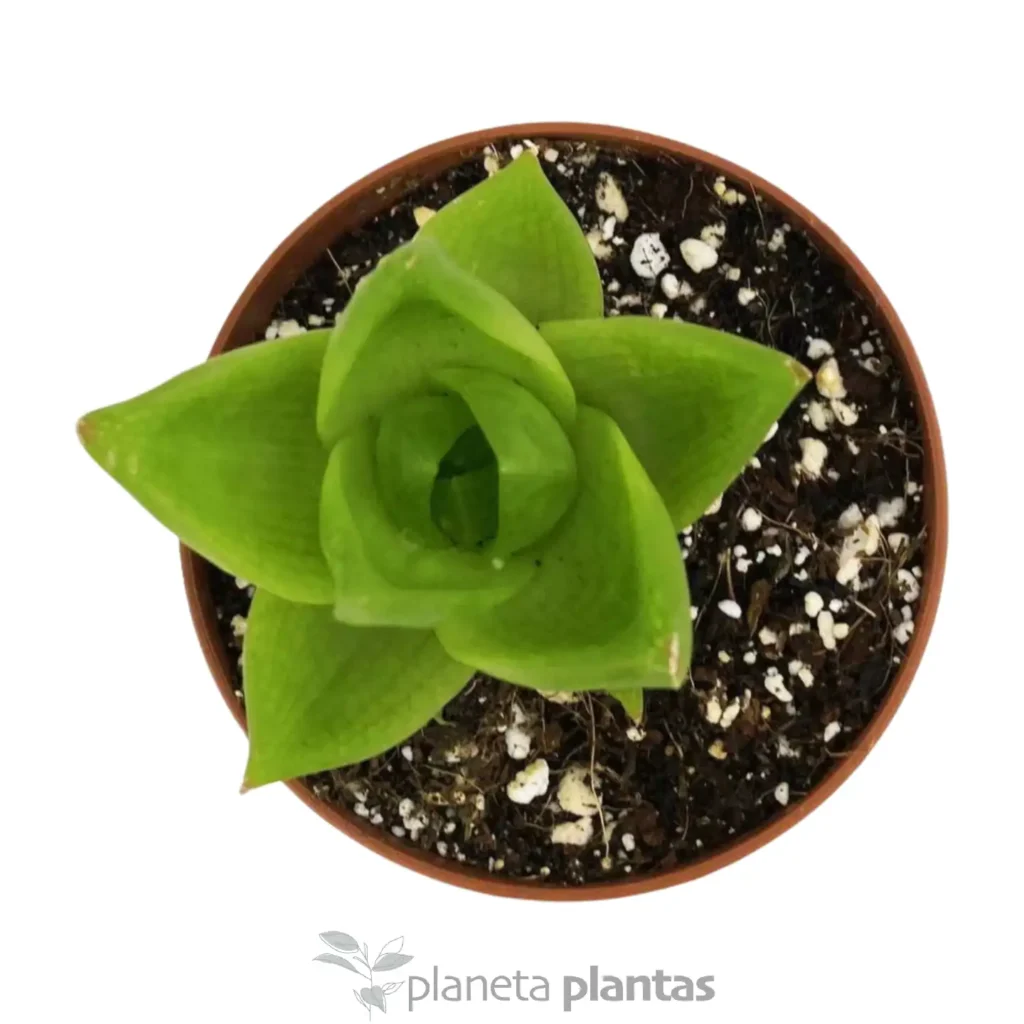 Haworthia cymbiformis - Suculentas y Cactus directos del Productor