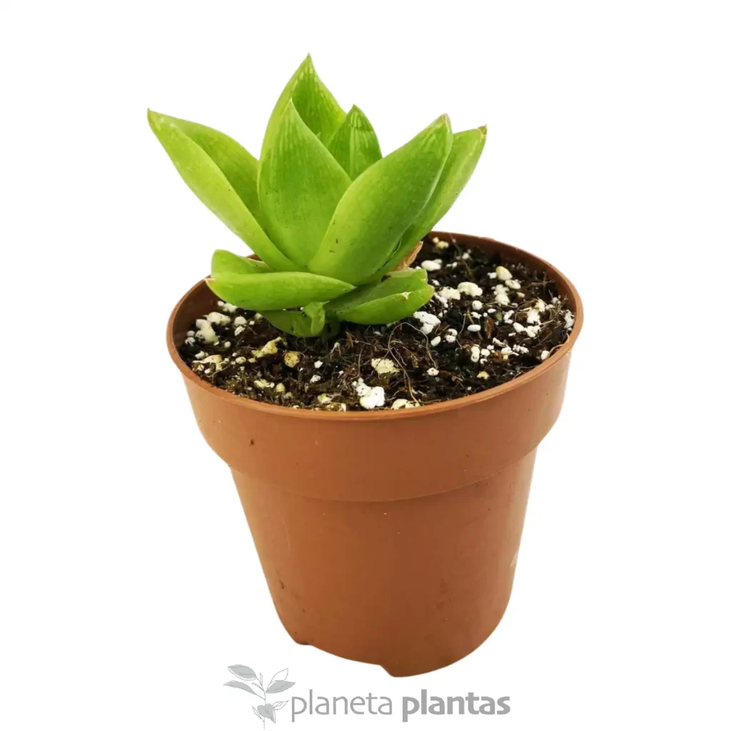 Haworthia cymbiformis 3 - Suculentas y Cactus directos del Productor