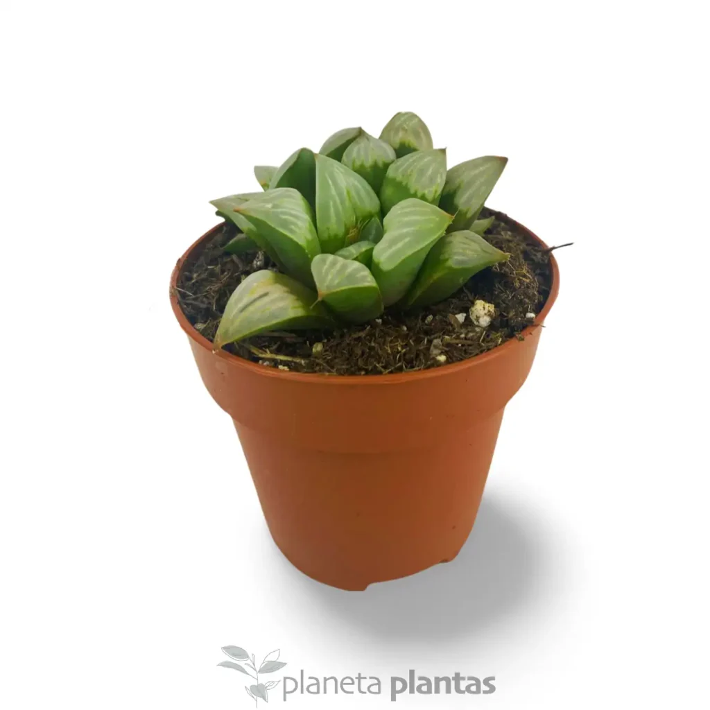 Haworthia refusa - Suculentas y Cactus directos del Productor