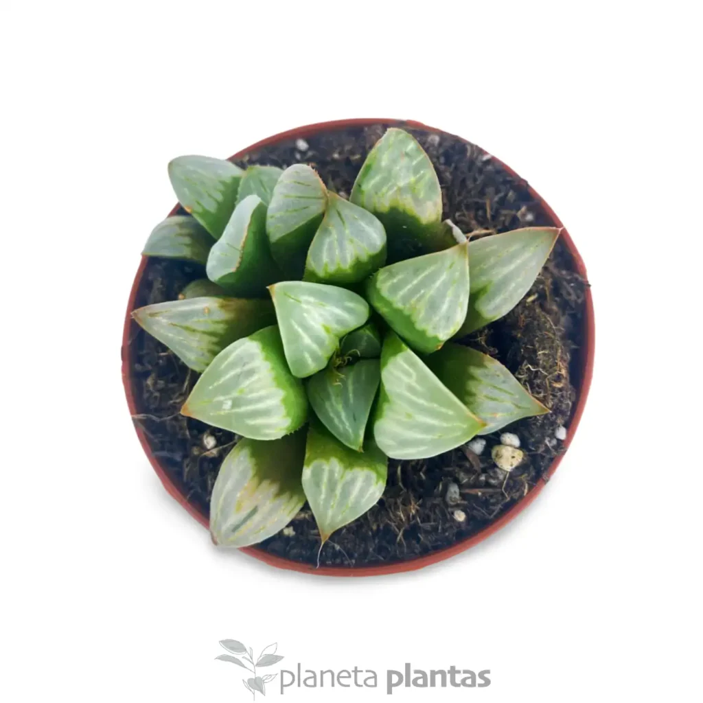 Haworthia refusa 3 - Suculentas y Cactus directos del Productor