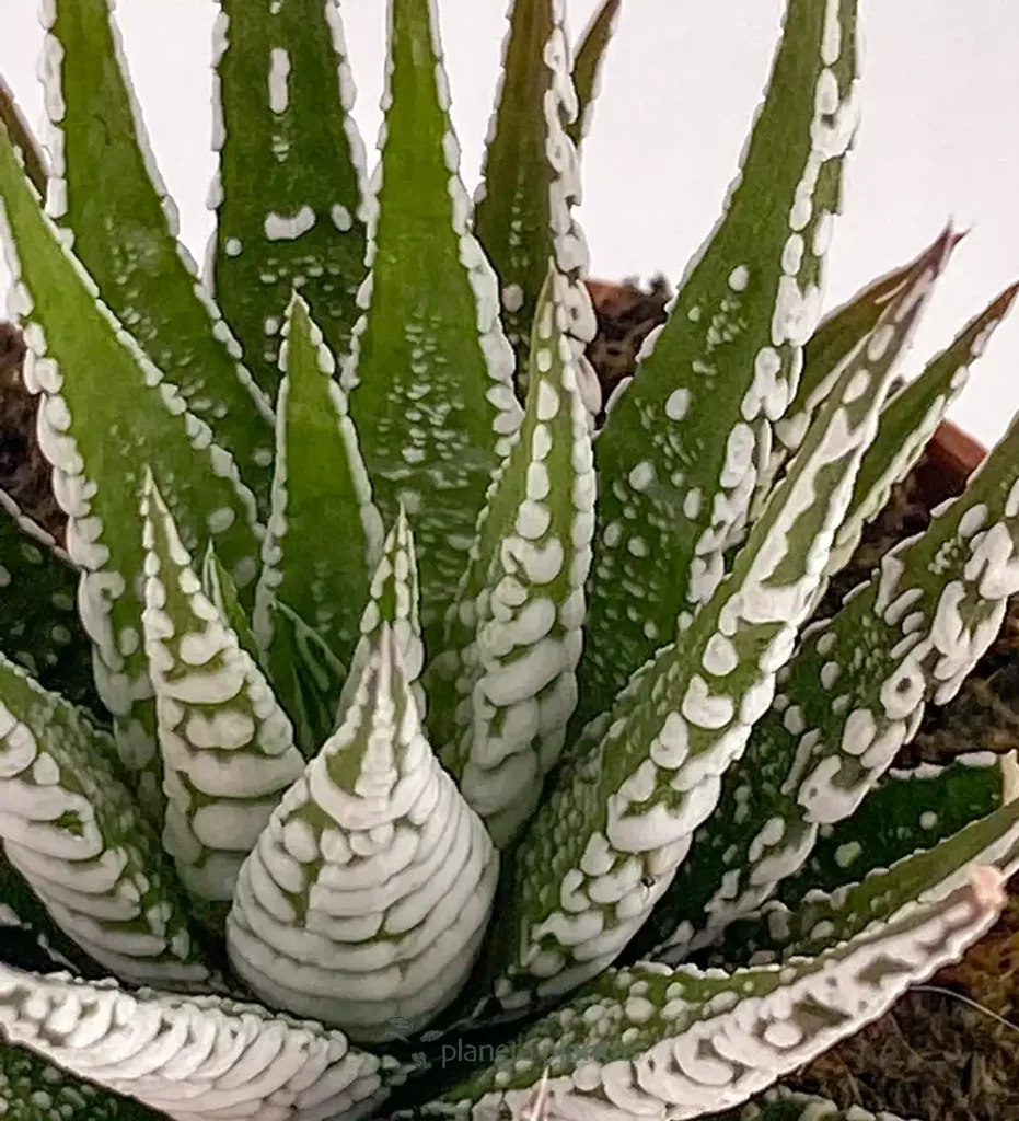 Suculentas y Cactus - Suculentas y Cactus directos del Productor Haworthiopsis fasciata 01 - Suculentas y Cactus directos del Productor