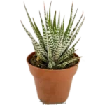 Planta Cebra - (Haworthiopsis Fasciata )