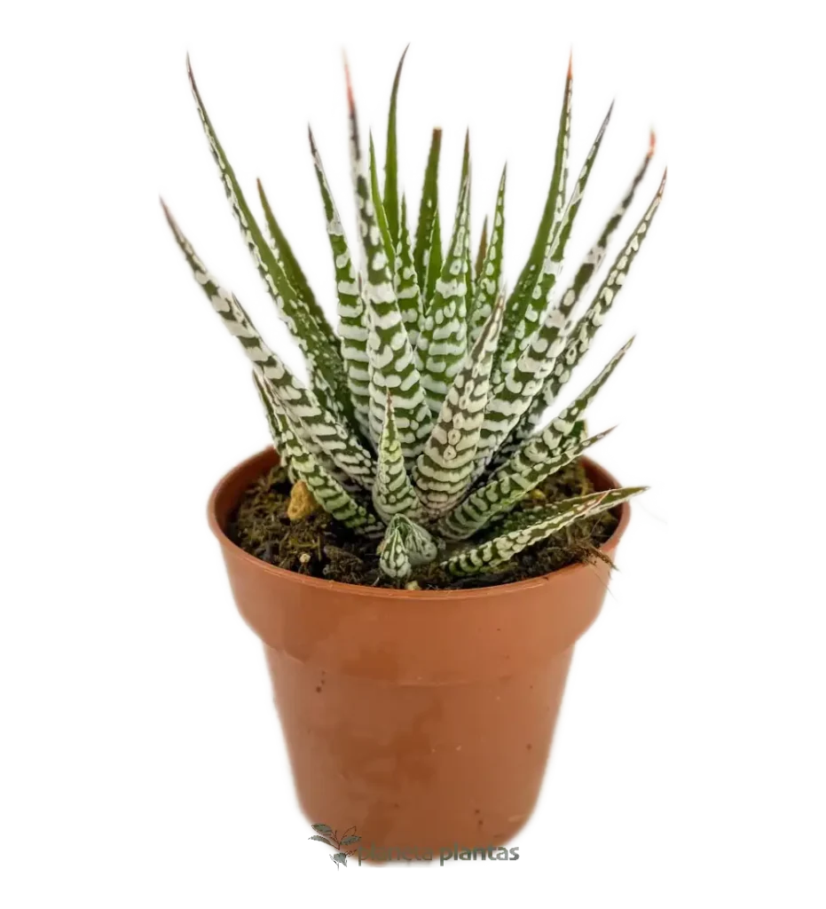 Suculentas y Cactus - Suculentas y Cactus directos del Productor Haworthiopsis fasciata - Suculentas y Cactus directos del Productor