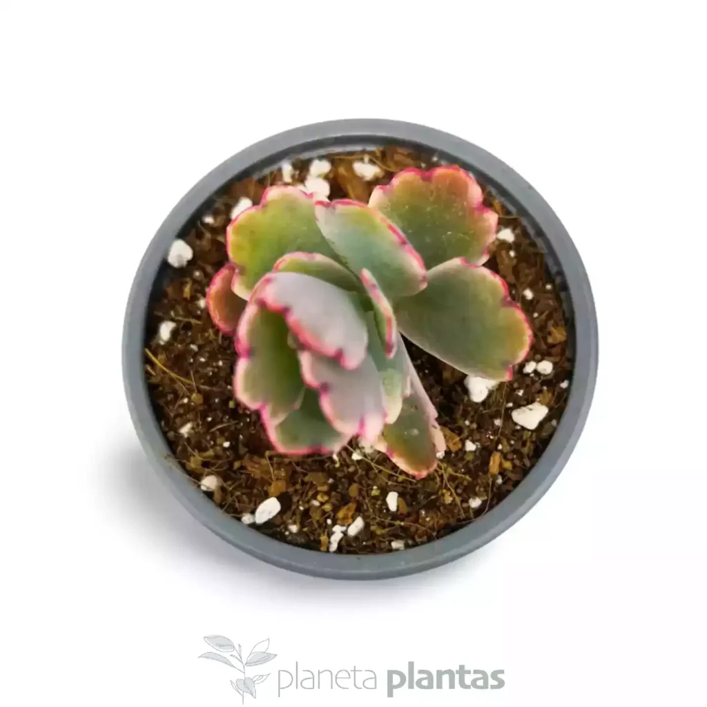 Kalanchoe Fedtschenskoi Variegata Pink Butterfly 03 - Suculentas y Cactus directos del Productor