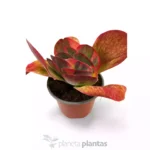 Kalanchoe Thyrsiflora Variegata