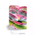 Kalanchoe Thyrsiflora Variegata - Imagen 3
