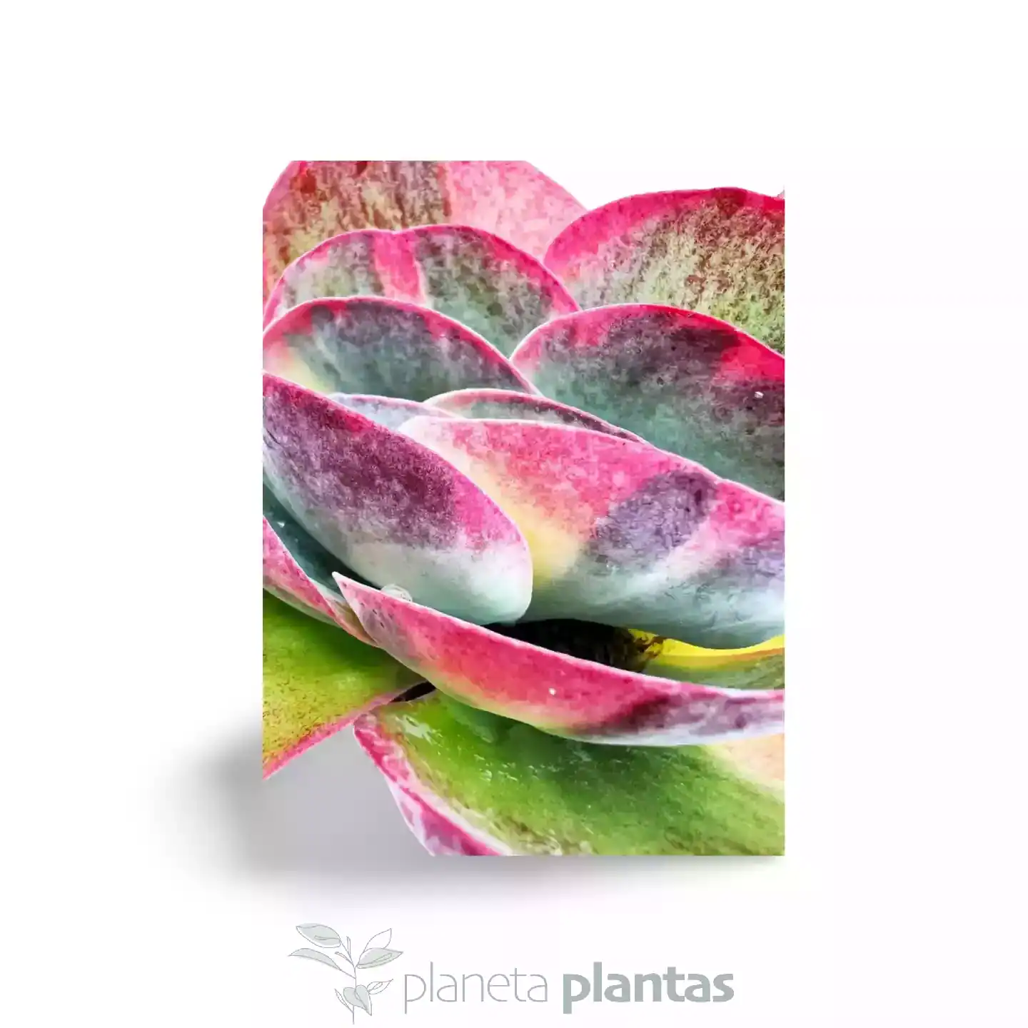 Kalanchoe-Thyrsiflora-Variegata-03.webp Kalanchoe Thyrsiflora Variegata - Imagen 3