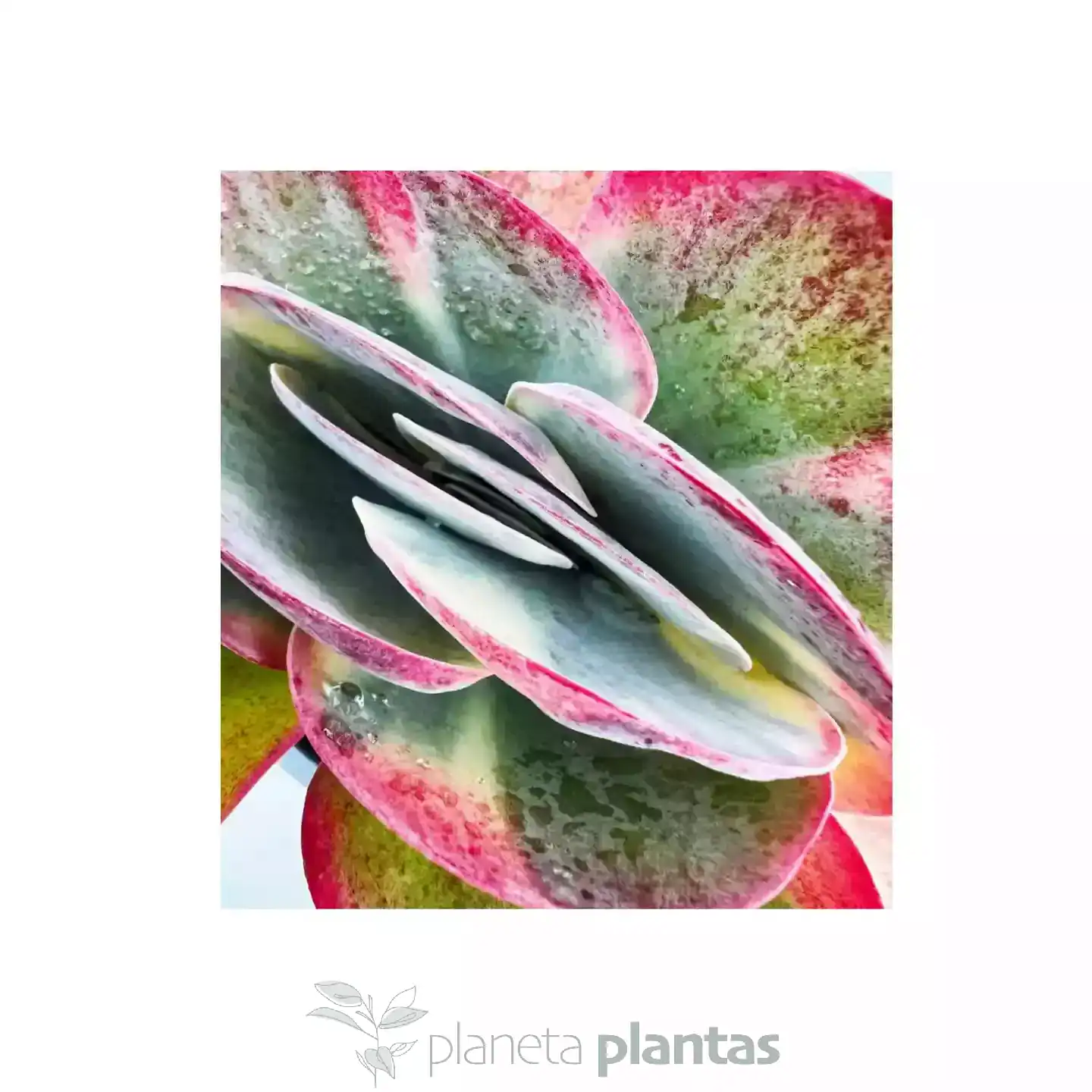 Kalanchoe-Thyrsiflora-Variegata-04.webp Kalanchoe Thyrsiflora Variegata - Imagen 2