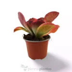 Kalanchoe Thyrsiflora Variegata - Imagen 5