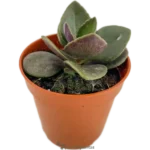 Hoja De Ratón - (Kalanchoe Blossfeldiana)