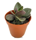 Hoja De Ratón - (Kalanchoe Blossfeldiana)