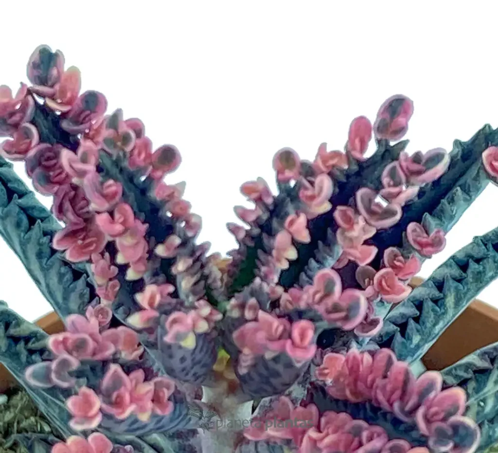Kalanchoe daigremontiana 01 - Suculentas y Cactus directos del Productor