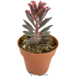 Arbol De La Fortuna - (Kalanchoe Daigremontiana)