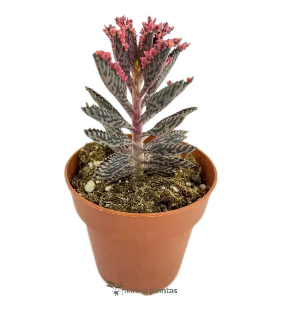 Kalanchoe daigremontiana - Suculentas y Cactus directos del Productor