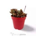Kalanchoe Humilis - Imagen 4