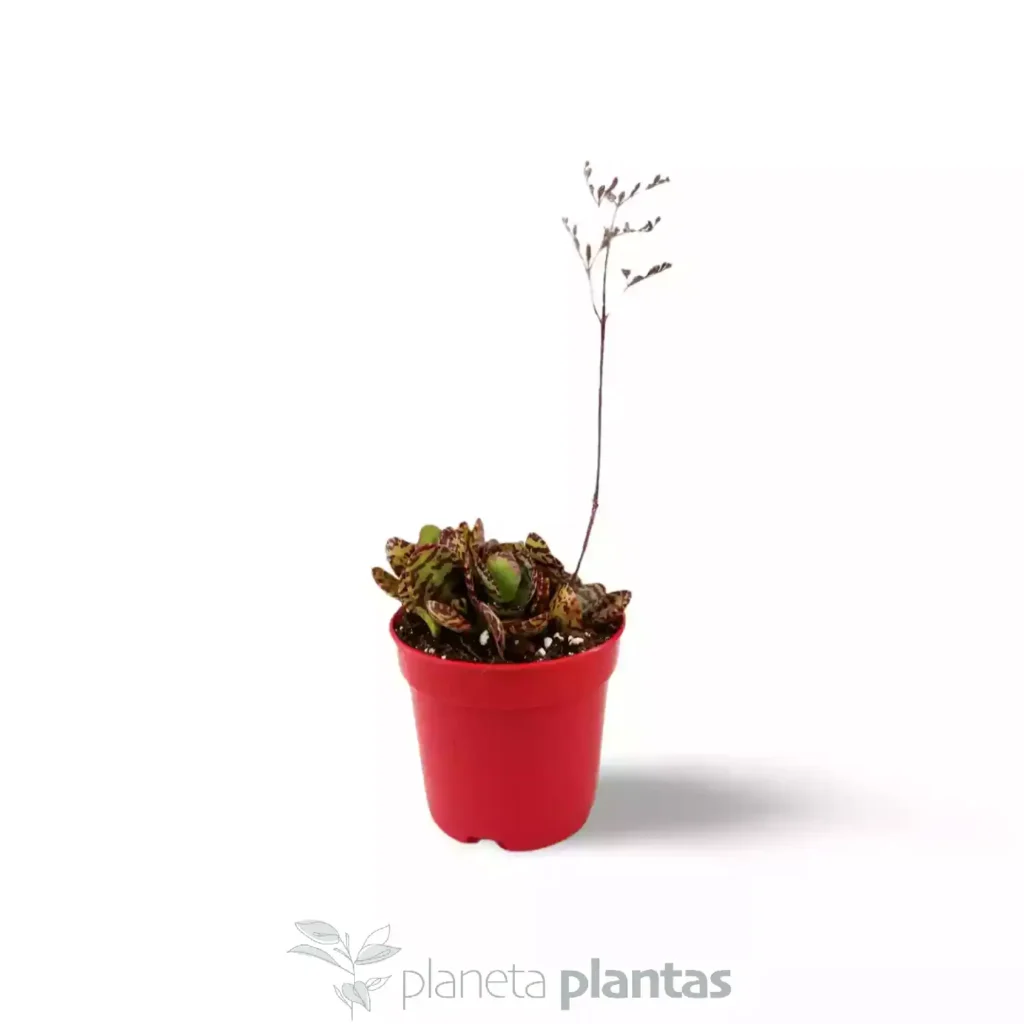 Kalanchoe humilis - Suculentas y Cactus directos del Productor
