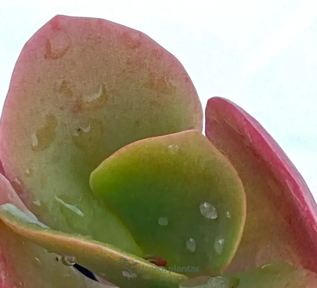 Kalanchoe luciae 02 - Suculentas y Cactus directos del Productor