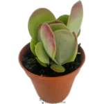 Planta De La Vida - (Kalanchoe Luciae)