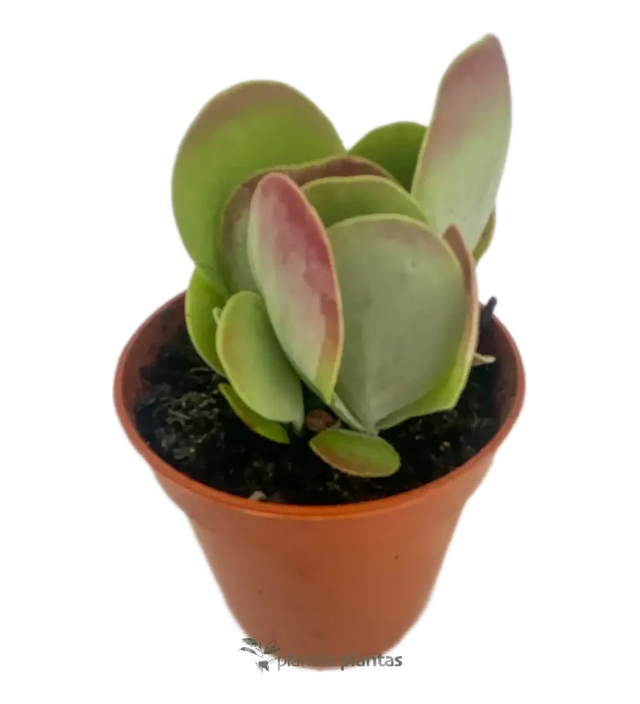 Kalanchoe luciae - Suculentas y Cactus directos del Productor