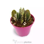 Kalanchoe marmorata - Imagen 2