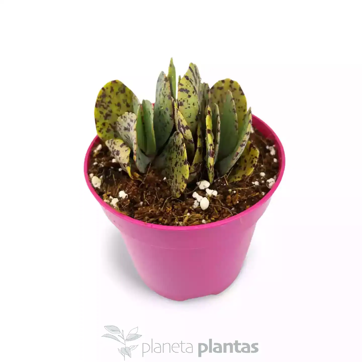 Kalanchoe-marmorata-02.webp Kalanchoe marmorata - Imagen 2