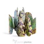 Kalanchoe marmorata - Imagen 4