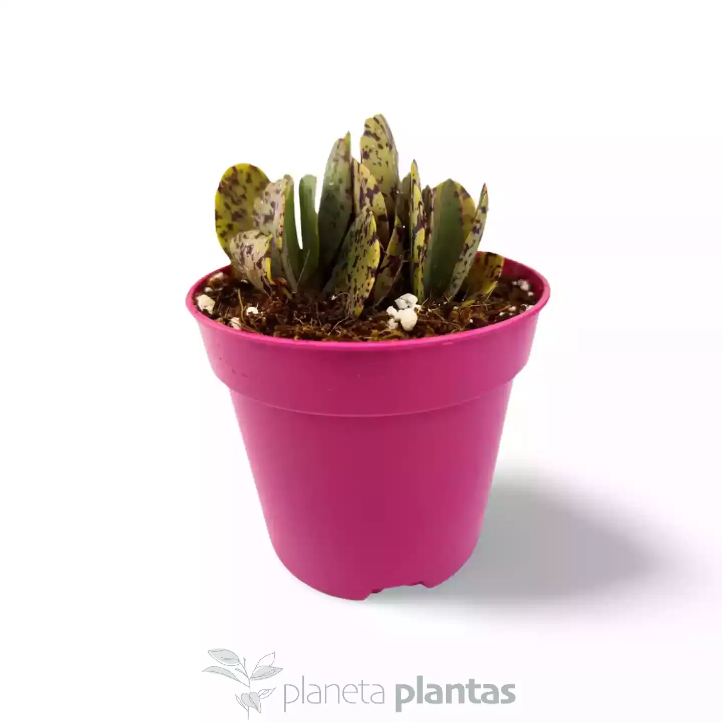 Kalanchoe-marmorata.webp Kalanchoe marmorata - Imagen 3